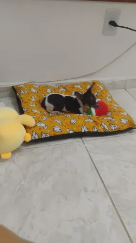 Pinscher 