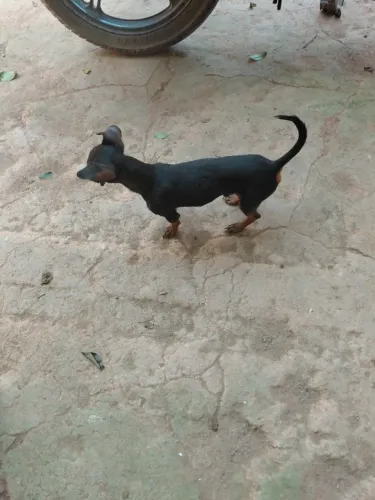 Pinscher macho 350 reais