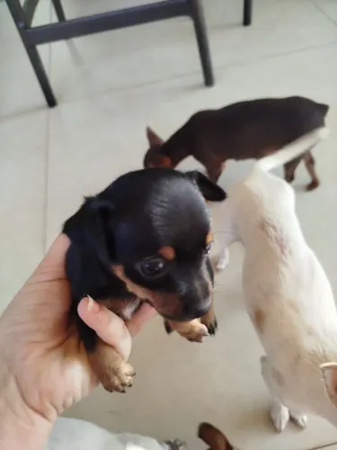 Pinscher fêmea nº 1