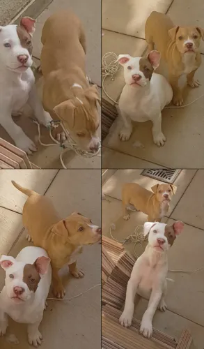 Pitbull