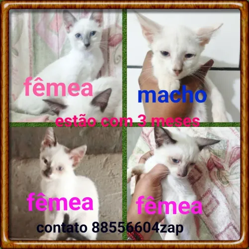 Gatinhos para adoção