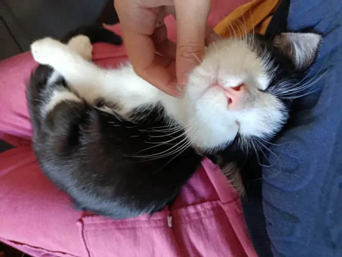 filhote de gato para adoção 