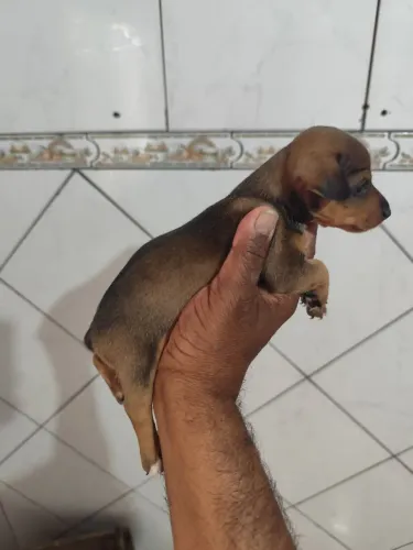 Pincher 