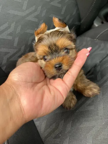 Yorkshire Terrier Pequeno e Cheio de Personalidade