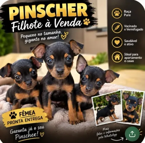 Filhote de pinscher disponível N01