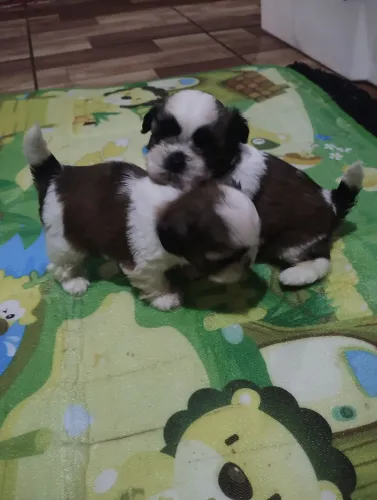 Lindos machinhos de suitzus?