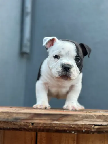 AMERICAN BULLY MICRO 