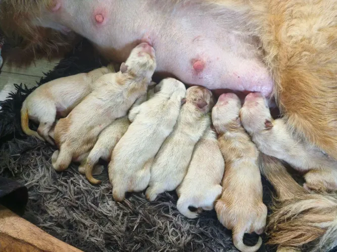 Filhotes de Golden