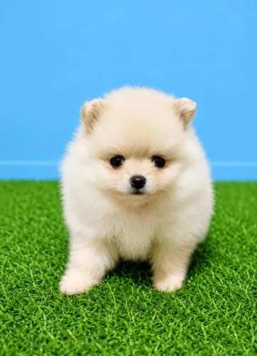 Spitz alemão macho 