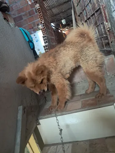 Doando esa cachorra chou chou