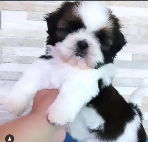 Shih Tzu Não perca: os mais fofos da ninhada
