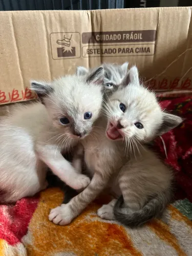 Doa-se gatinhos 