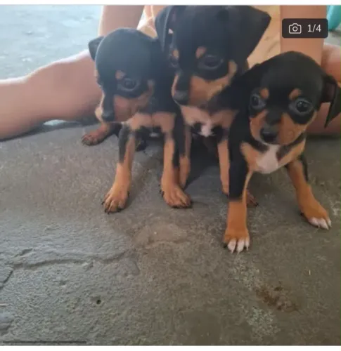 Cachorro para doação 
