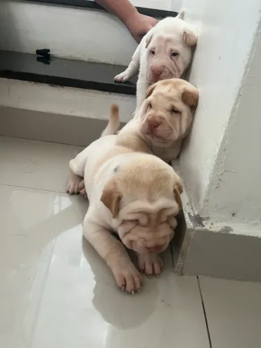 Sharpei -Filhotes
