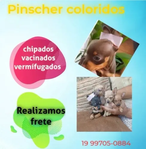 Pinscher mini filhote com excelente adaptação em casa