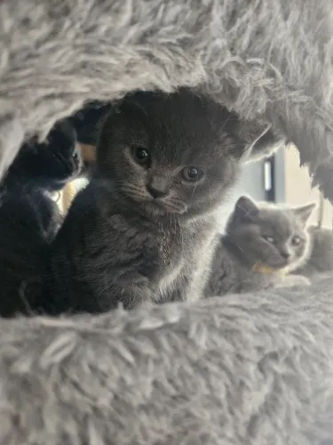 Filhote de gato British Shorthair azul