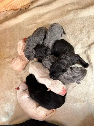 Cane corso a proteção que você procura 