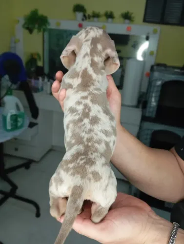 Lindos Filhotes de Salsicha Dachshund Disponíveis