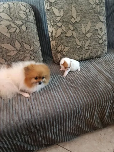 Lulu da pomerana, são duas lindas anãs