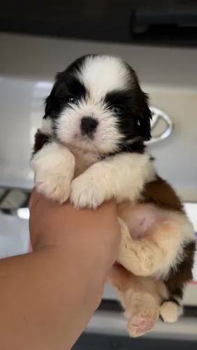 Shih-tzu machos