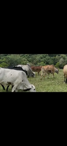 Gado a venda