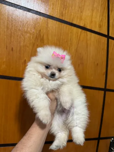 Vendo fêmea de Lulu da pomerania