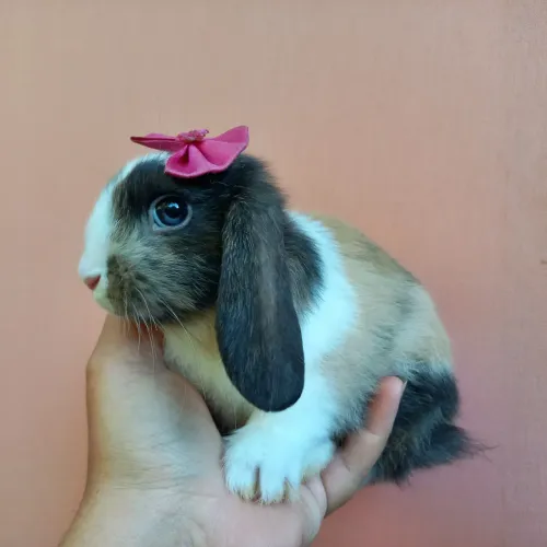 Mini Coelho Mini Lop Uruguaio Entrega Rápida