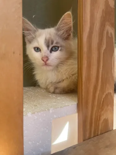 Doa-se gatos filhotes