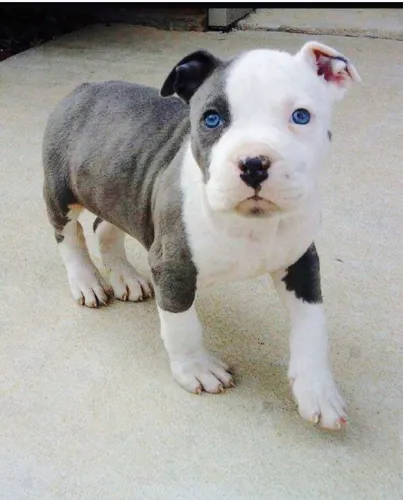 Filhote Pitbull com Olhos Azuis pirata