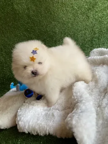 O mais lindo Lulu da pomerania urisnho  