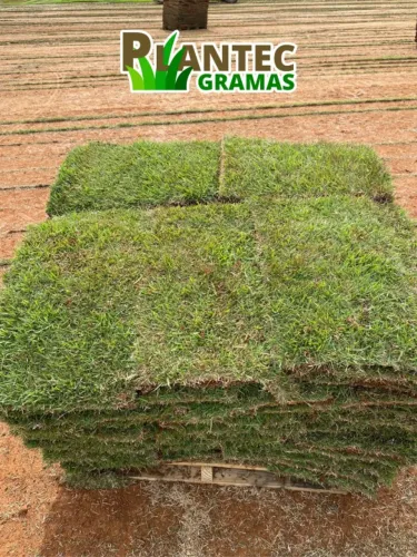 Grama Esmeralda - Grama Natural em Tapetes