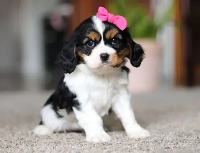 Filhote fêmea de Cavalier King Charles
