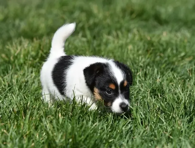 Jack Russell Terrier Broken - Um Clássico Aventureiro com Visual Único!