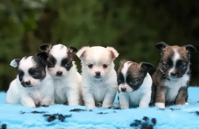 Filhotes de Chihuahua Pequeno, Ativos e Amorosos