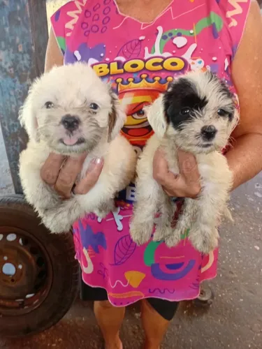 Vende-se filhotes de poodle