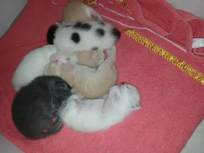 Gatos