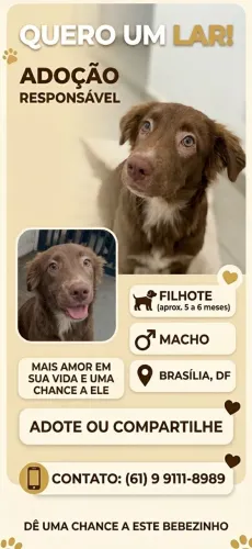 DOAÇÃO CACHORROS