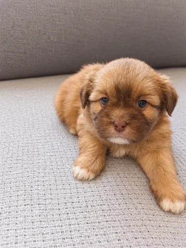 Filhotes de shih tzu 