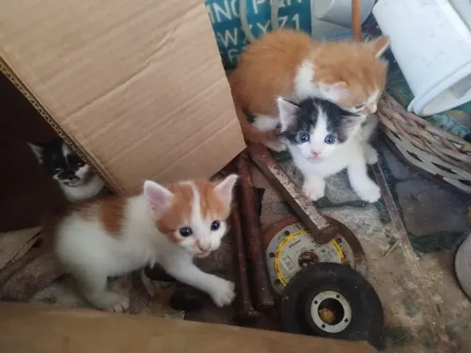 Gatinhos para doação