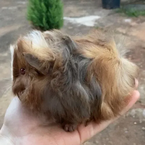 Porquinhos da índia peruanos
