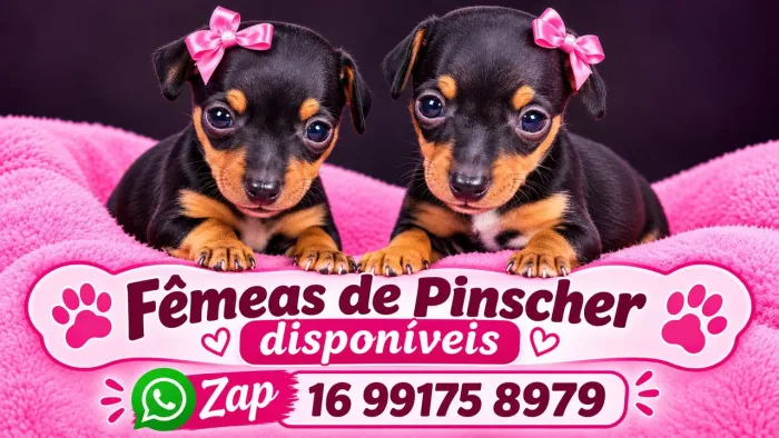 Fêmeas de pinscher zera disponível