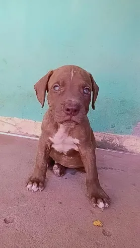 Vendo filhotes de pitbul>pit monster