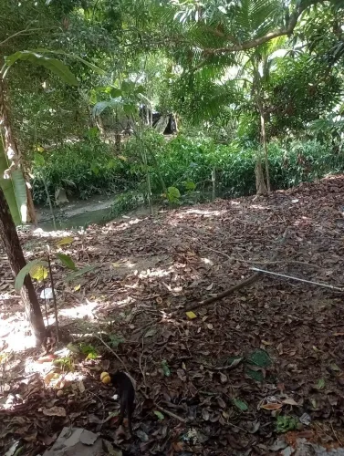 Capinamos terreno 