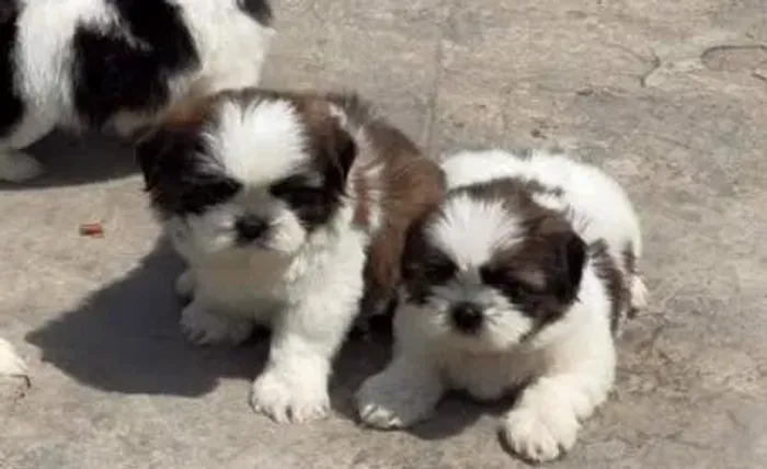 Shihtzu Miniatura Filhotes Muito Perfeitos. 