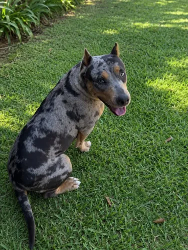 Pit Monster Tri Blue Merle Fêmea com Pedigree