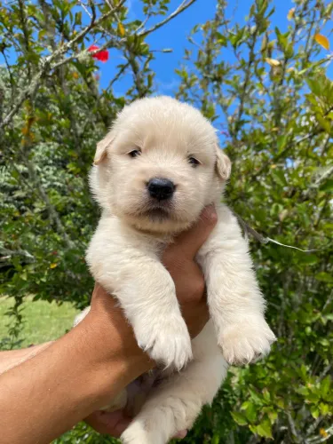Golden Retriever Americano