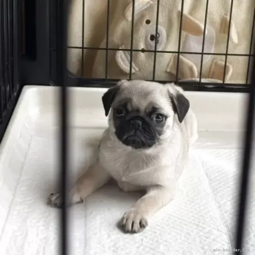 Filhote de cachorro pug dócil com saúde e procedência garantida
