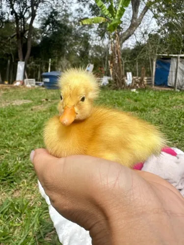 Pato marreco de pompom