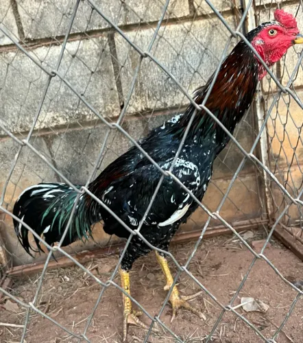 Frango índio pintado 