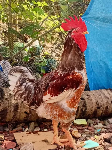 OVOS E PINTINHO GSB BALÃO SERTANEJO